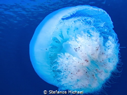 Nomad Jellyfish - Rhopilema nomadica by Stefanos Michael 